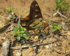 Myscelus phoronis
