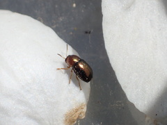 Diachus auratus