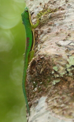 Phelsuma lineata