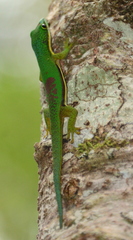 Phelsuma lineata