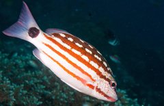 Lutjanus decussatus