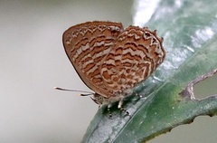 Poritia sumatrae