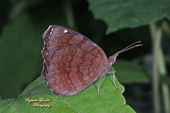 Ariadne ariadne