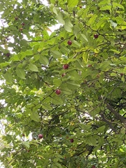 Triphasia trifolia