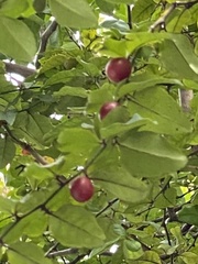Triphasia trifolia