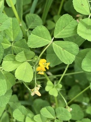 Medicago arabica