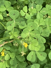 Medicago arabica