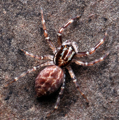 Adoxotoma nodosa