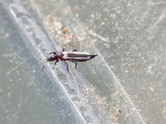 Aeolothrips kuwanaii