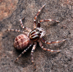 Adoxotoma nodosa