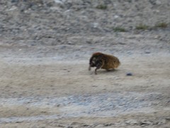 Lemmus trimucronatus