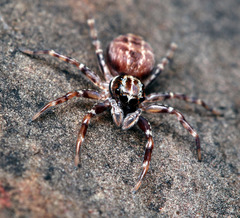 Adoxotoma nodosa