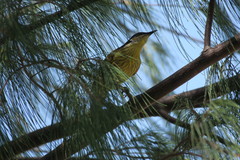 Gavicalis versicolor