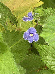 Veronica chamaedrys