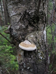 Ganoderma applanatum