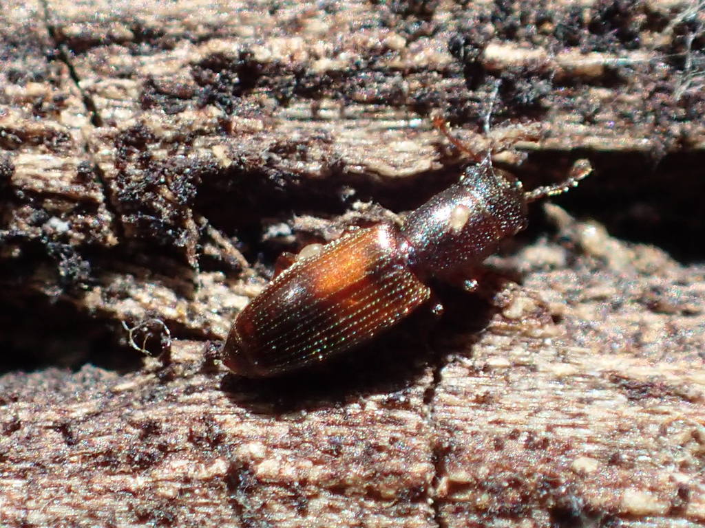 Hesperobaenus