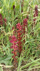 Orobanche foetida