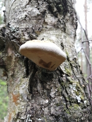 Ganoderma applanatum