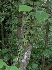 Hedera helix
