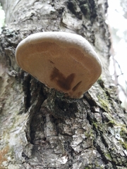 Ganoderma applanatum