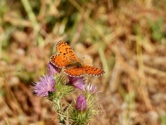 Melitaea aetherie