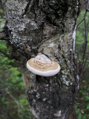 Ganoderma applanatum