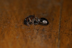 Polyrhachis leae