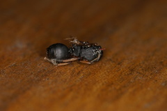 Polyrhachis leae