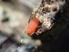 Smarididae