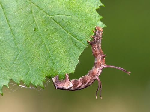Horned Spanworm Moth