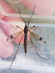 Dictenidia bimaculata