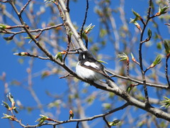 Ficedula hypoleuca