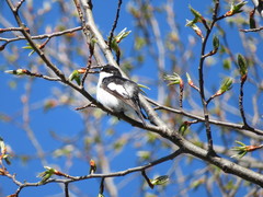 Ficedula hypoleuca