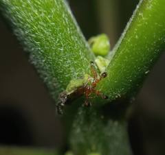 Myrmicinae