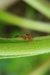 Myrmicinae