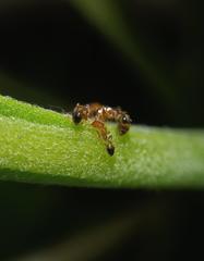 Myrmicinae