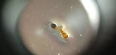 Myrmicinae