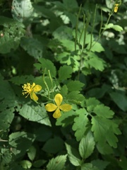 Chelidonium majus