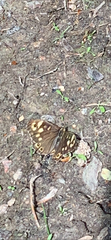 Pararge aegeria