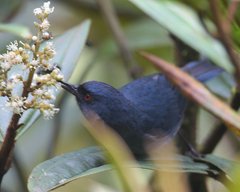 Diglossa caerulescens