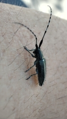 Agapanthia cardui