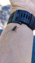 Agapanthia cardui