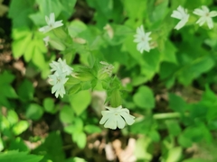 Silene dioica