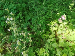 Silene dioica