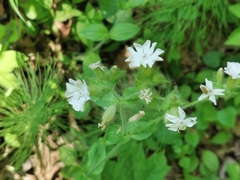 Silene dioica