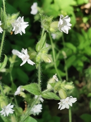 Silene dioica