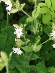 Silene dioica