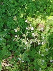 Silene dioica