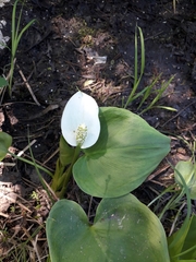 Calla palustris
