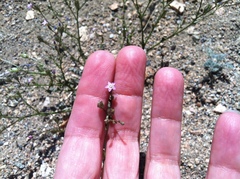 Gilia sinuata